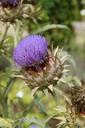 artichoke-bloom-blossom-bloom-413460.jpg