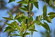 green-foliage-tree-nature-sprig-594319.jpg