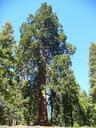 redwood-tree-giant-redwoods-631302.jpg