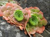 succulents-nature-flora-alpines-1071056.jpg