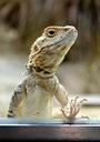 reptile-lizard-colored-zoo-755679.jpg