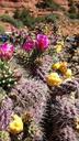 cactus-flower-desert-botany-892095.jpg