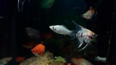 aquarium-fish-underwater-tropical-1373112.jpg