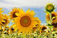 sunflower-yellow-flower-832794.jpg