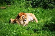 lion-wild-animals-animal-pair-359240.jpg