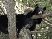 bear-cubs-animal-black-tree-branch-50137.jpg