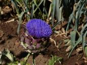 artichoke-purple-blossom-bloom-1130133.jpg