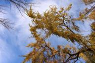 willow-leaves-sky-tree-trees-57521.jpg