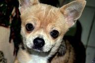 animals-dog-pet-portrait-chihuahua-314867.jpg