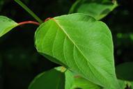 green-leaf-nature-closeup-594323.jpg