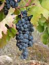 grape-wine-priorat-vineyards-vine-908335.jpg