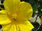 buttercup-spring-flower-yellow-1164584.jpg