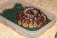 snakes-heads-pythons-exotic-mojave-221266.jpg