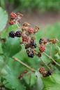 blackberries-september-berry-thorns-930365.jpg