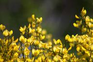 flowers-yellow-bush-shrubs-minor-1378800.jpg