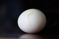 egg-chicken-eggs-white-513606.jpg