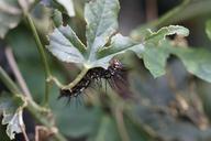 caterpillar-butterfly-caterpillar-784966.jpg