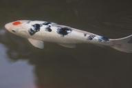 brocade-carp-koi-carp-fish-swim-70609.jpg