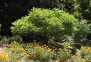 Cephalanthus occidentalis cal poppies.jpg