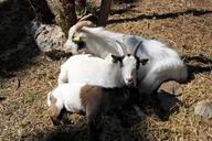 goats-animals-nature-flora-animal-500508.jpg