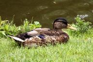 mallard-duck-meadow-water-bird-1378273.jpg