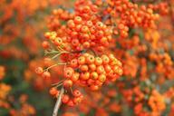 orange-fruit-autumn-seasonal-473437.jpg