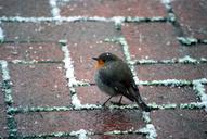 robin-winter-songbird-bird-snow-1089322.jpg