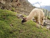 Machu Picchu07.jpg