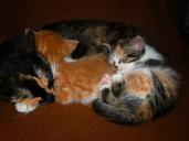 animals-cats-kittens-sweet-1150282.jpg