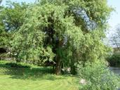 willow-tree-green-nature-485132.jpg