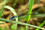 damselfly-familiar-bluet-bluet-1509063.jpg