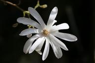 magnolia-stellata-flower-magnolia-1324428.jpg