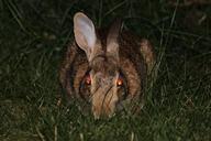 rabbit-bunny-evil-demon-face-111273.jpg