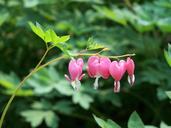 bleeding-hearts-pink-flowers-nature-173178.jpg