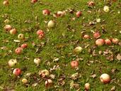 apple-meadow-harvest-pick-windfall-9157.jpg