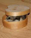 dwarf-hamster-animal-pet-small-613099.jpg