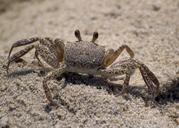 crab-beach-ghost-crab-white-sea-1160885.jpg