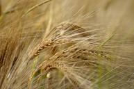 barley-cereal-agriculture-1479425.jpg