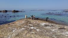 penguins-beach-tropical-sand-white-857215.jpg