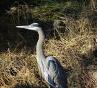 heron-water-fowl-marsh-swamp-bird-163803.jpg