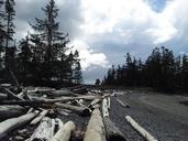 trees-wood-driftwood-nature-forest-415197.jpg