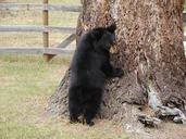 bear-cub-animal-black-grizzly-55443.jpg