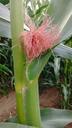 corn-nature-agriculture-corn-field-1154924.jpg