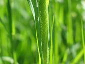 weed-grass-hay-plant-flora-nature-912898.jpg