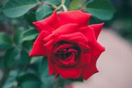 red-roses-garden-thorns-flowers-1149940.jpg