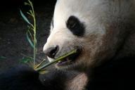 zoo-san-diego-animals-panda-77816.jpg