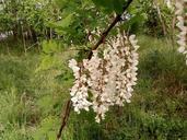 Unknown Fabaceae flowers.jpg