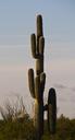 Saguaro,_Organpipe_Cactus_National_Monument,_Arizona_1.jpg