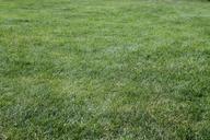 meadow-rush-grass-green-pfanzen-273840.jpg