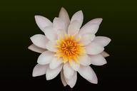 water-lilies-nymphaea-lake-rose-372636.jpg